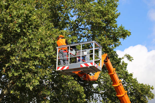 Reliable Old Forge, PA Tree Removal Solutions